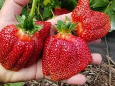 Клубника в Украине начала снижаться в цене