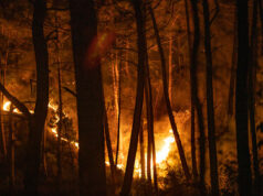 Названа возможная причина лесных пожаров в Турции