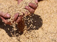 Глава Минсельхоза оценил, сколько Россия соберет зерна