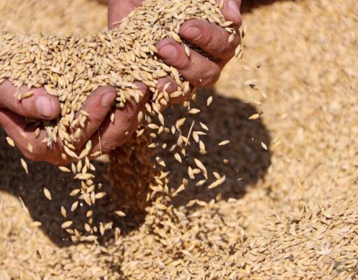 Глава Минсельхоза оценил, сколько Россия соберет зерна