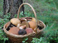 Сезон стартует: в Минздраве дали советы по сбору грибов