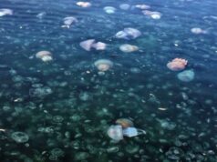 В процессе разложения: туристы жалуются на невыносимый запах из-за мертвых медуз в курортной Кирилловке