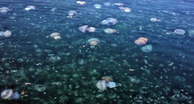 В процессе разложения: туристы жалуются на невыносимый запах из-за мертвых медуз в курортной Кирилловке