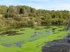 Обернётся катастрофой: экологи рассказали о связи климатических изменений и цветении рек в Украине