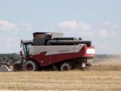 Рекордный урожай не помог: экономист рассказал о подорожании зерновых в Украине