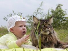 Эксперты перечислили лучшие породы кошек для семей с маленькими детьми