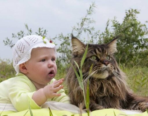 Эксперты перечислили лучшие породы кошек для семей с маленькими детьми