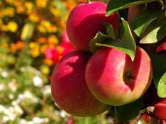 Низкие цены будут держаться?: в Украине резко подешевели яблоки