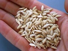 Выбор качественных семян: советы и рекомендации