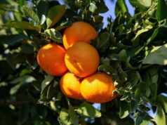 Специалист объяснил, как отличить вкусные абхазские мандарины от китайских