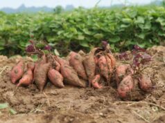 Вместо картошки — батат: Эксперт рассказала о выращивании новых культур в Украине из-за климатических изменений