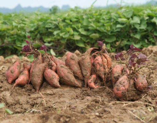 Вместо картошки — батат: Эксперт рассказала о выращивании новых культур в Украине из-за климатических изменений