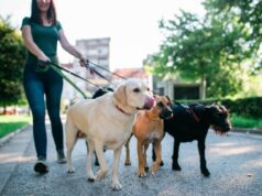 Кинологи перечислили ТОП-5 вещей, которые любят все собаки