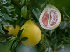 Нутрициолог рассказала, кому нельзя есть помело