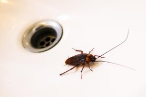 Травля тараканов: как привести в порядок квартиру?