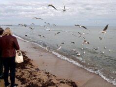 В Ростуризме рассказали о ситуации с туристами в Крыму и Севастополе