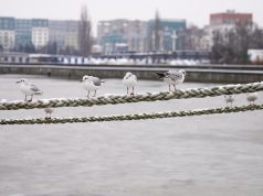 Калининград назван в числе востребованных внутренних направлений на февральские праздники