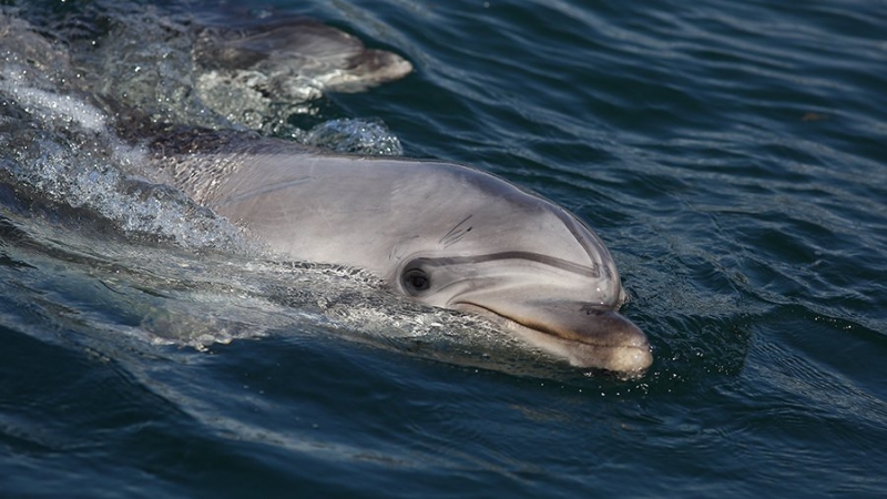 В Анапе туристам напомнили об осторожности при приближении дельфинов