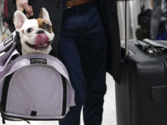 Россияне рассказали, с какими животными путешествуют