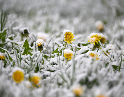 Названы популярные направления для флоритуризма в феврале
